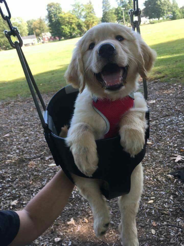 bbgst48's tweet photo. On the swing, enjoying life :3 https://t.co/NqvMj0hzVt