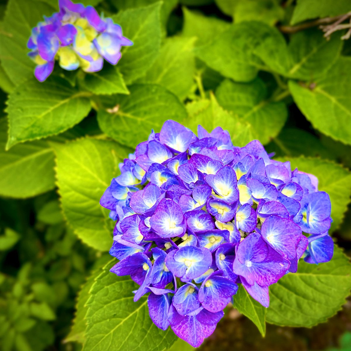 gatyapi3's tweet photo. 湿度が凄いので天パが元気です。先日の紫陽花が色が深くなっていました。夜の賄いはピザです。さらに残りご飯のスパイスオジサン謹製山椒が香る炒飯も食べました。炭水化物祭りです。美味しいです。
#不審くん もどき
#822回目
#3kg増量注意喚起
#美しい彼
#美しい彼実写続編希望
#永遠の先が見たい https://t.co/DbDTsehXho