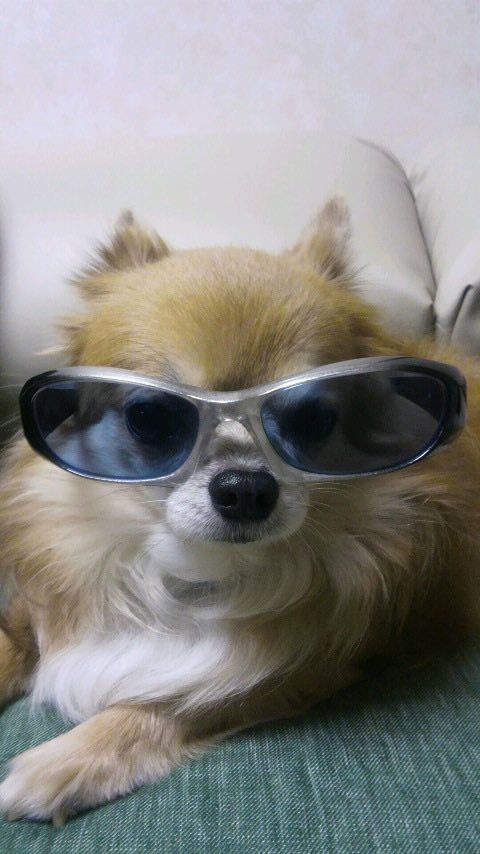 grace_game's tweet photo. モノホンサングラスで対抗します https://t.co/kL0adTd0Pp