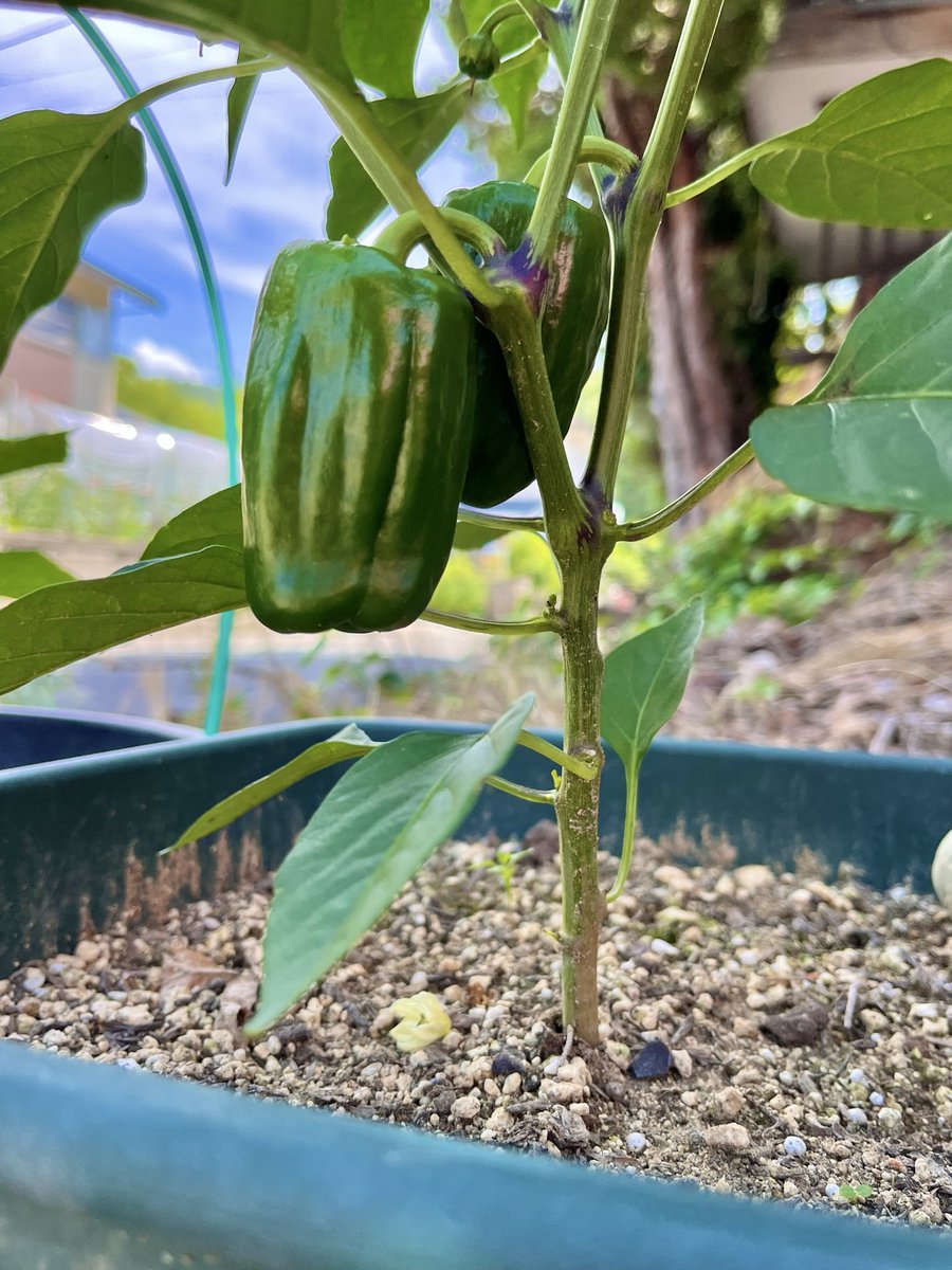 michael901x's tweet photo. 「🪴玄関前家庭菜園2026」④

　初めて育てているズッキーニ
🍅トマト(桃太郎)
🫑ピーマン(ニューエース)
🥒胡瓜(ときわかぜみどり)

ピーマンズッキーニ収穫
今日の画像はここまでです
ズッキーニ場所取って大変かも3鉢(^^;
#おうちごはん #家庭菜園
#ポットプランター栽培
#料理好きな人と繋がりたい https://t.co/a0lAegtRTN