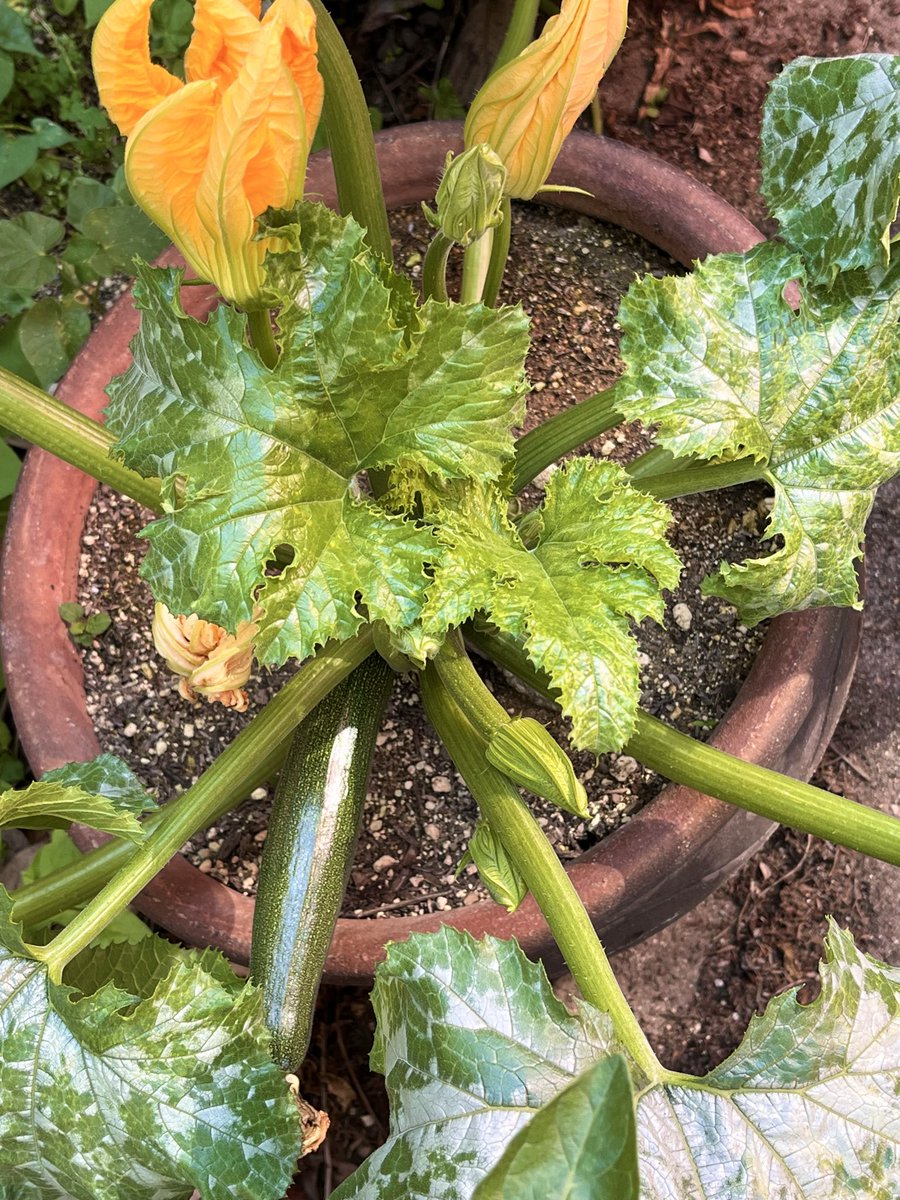 michael901x's tweet photo. 「🪴玄関前家庭菜園2026」④

　初めて育てているズッキーニ
🍅トマト(桃太郎)
🫑ピーマン(ニューエース)
🥒胡瓜(ときわかぜみどり)

ピーマンズッキーニ収穫
今日の画像はここまでです
ズッキーニ場所取って大変かも3鉢(^^;
#おうちごはん #家庭菜園
#ポットプランター栽培
#料理好きな人と繋がりたい https://t.co/a0lAegtRTN