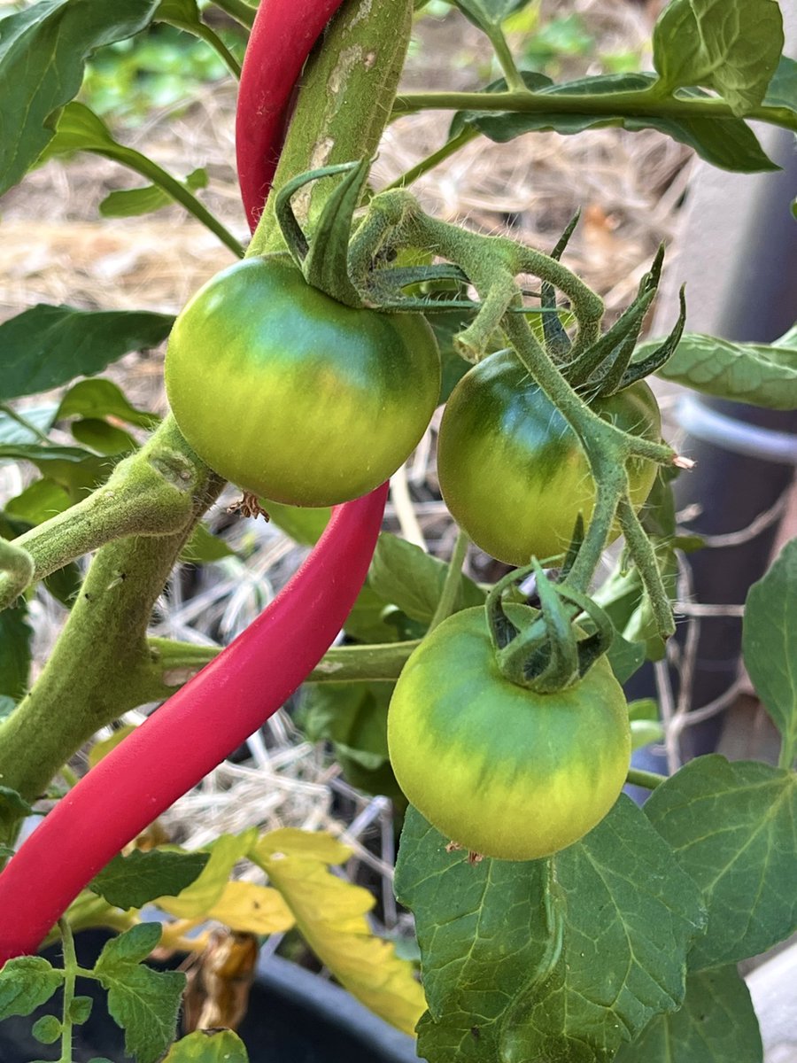 michael901x's tweet photo. 「🪴玄関前家庭菜園2026」④

　初めて育てているズッキーニ
🍅トマト(桃太郎)
🫑ピーマン(ニューエース)
🥒胡瓜(ときわかぜみどり)

ピーマンズッキーニ収穫
今日の画像はここまでです
ズッキーニ場所取って大変かも3鉢(^^;
#おうちごはん #家庭菜園
#ポットプランター栽培
#料理好きな人と繋がりたい https://t.co/a0lAegtRTN