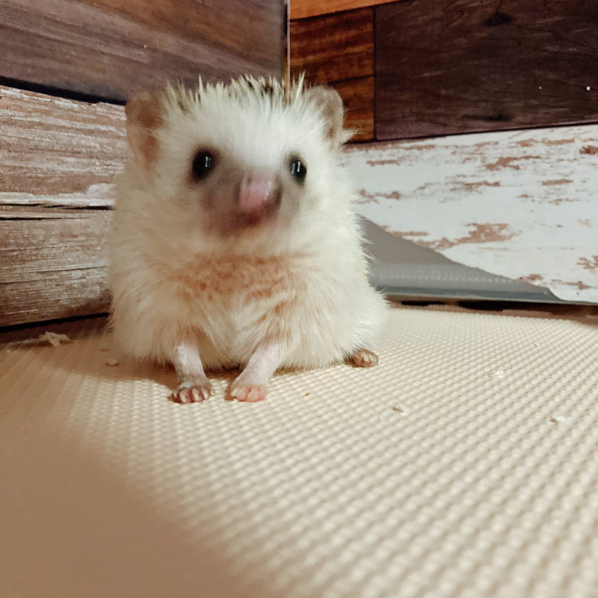 はりねずみ雑貨