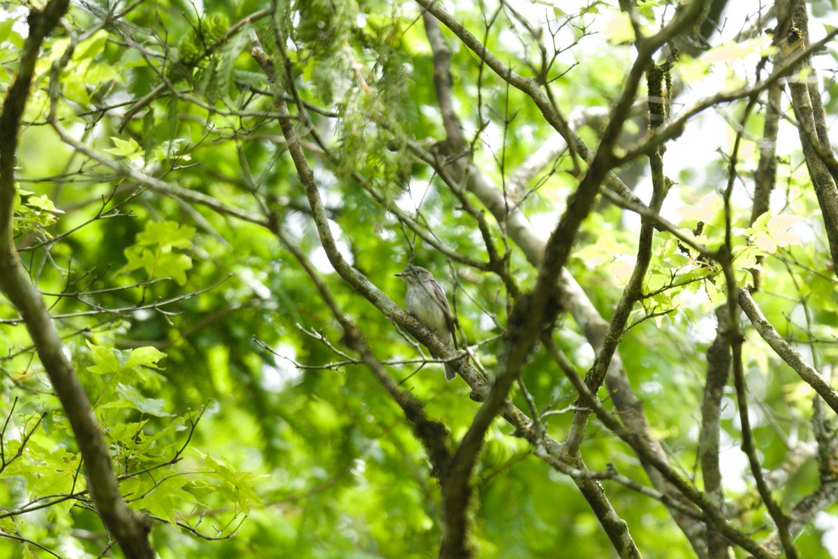 birdararara's tweet photo. せっかくコサメちゃん来てくれたのに、唯一撮れた一枚が見事に……🌿
＃野鳥　＃コサメビタキ https://t.co/ohl3RDrVe8