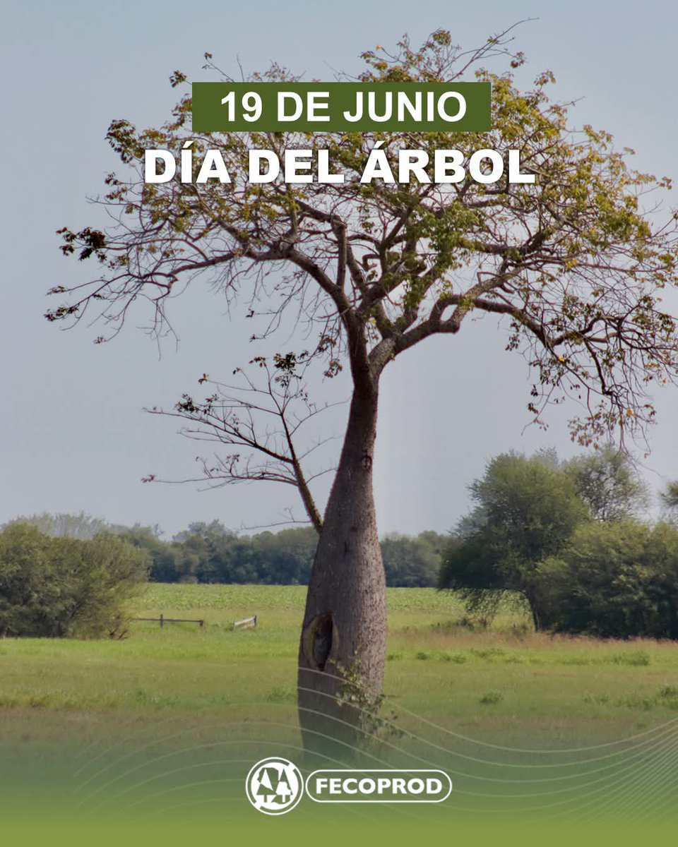 RobertoBorgesS5's tweet photo. Cada árbol contribuye a construir comunidades más saludables y resiliencia. Hoy celebramos su importancia y recordamos que protegerlos es invertir en el bienestar de las futuras generaciones #EducaciónGranma #CubaMined #ProvinciaGranma #Cuba https://t.co/cPBlEUoAu0