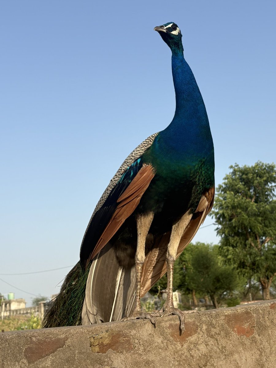 Pintu tweet media