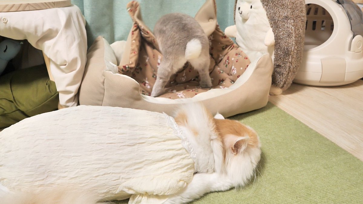 kogaranatenpa_y's tweet photo. うさぎと猫の日常は毎日見ててもまったく飽きない https://t.co/ggblaGNDS4