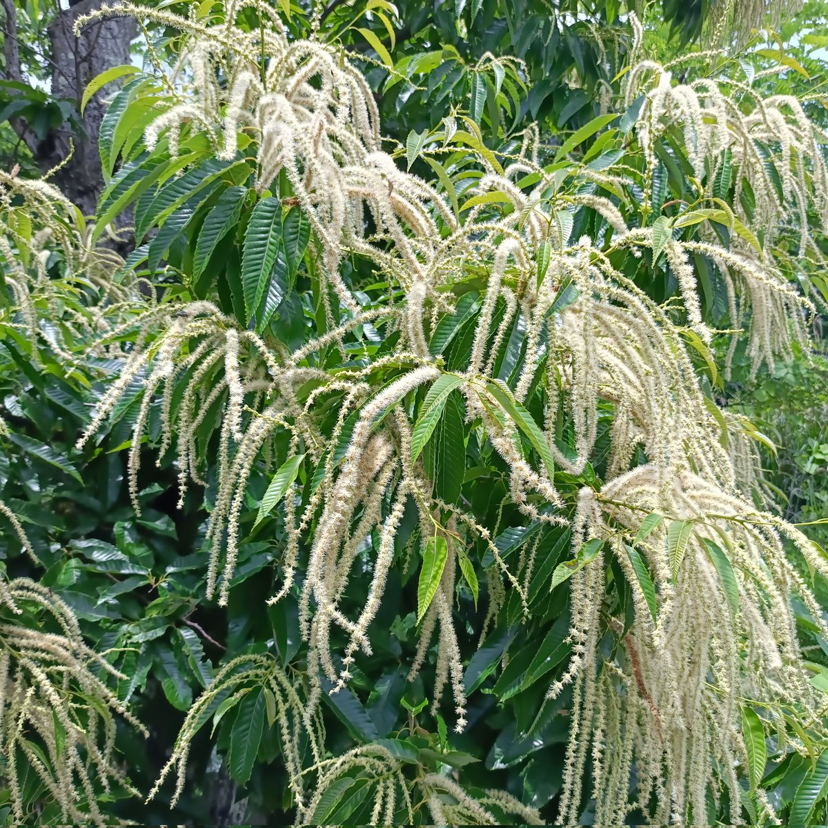 minoru3838's tweet photo. 栗の花が満開です😀
巣箱の中も栗の花蜜の香りがしています🍯
#みのる養蜂園
#都留の富士山はちみつ https://t.co/Nk35OZGTWm
