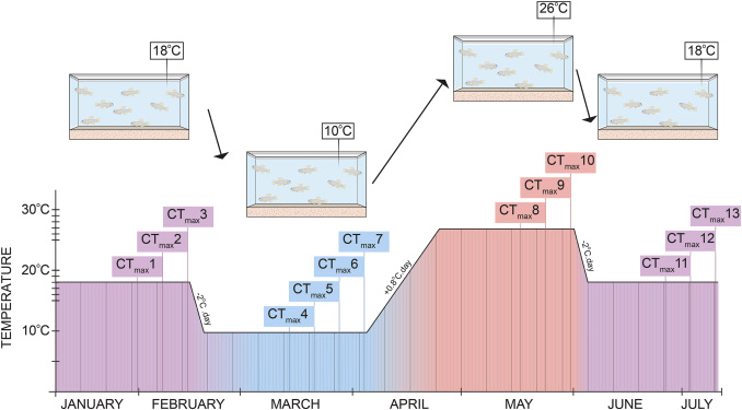 Killisfundation's tweet photo. Thermal acclimation affects the repeatability of upper thermal tolerance in Atlantic killifish (Fundulus heteroclitus)
Rost-Komiya B, Metzger DC, Penman RJ, Blanchard TS, Earhart ML, Schulte PM. 2026. Journal of Thermal Biology, 104513
https://t.co/lHGrtoOVZE https://t.co/eALG4Q5gCF