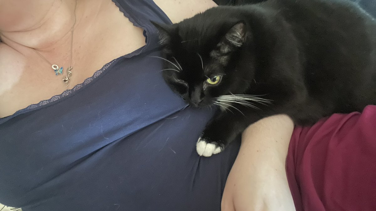 Nachttreue's tweet photo. Nein Davie, mir ist wirklich noch nicht warm genug. Wirklich nicht. 🫠🙄

#CatsOnTwitter 🐾 #FlauschContent https://t.co/6PNKgNstfq