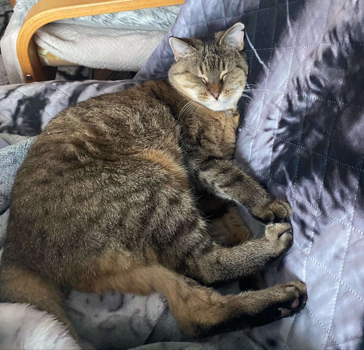 kedithekedi's tweet photo. @oreoeocat sleeping kedi is wishing you best of luck https://t.co/1qafwaOLhx