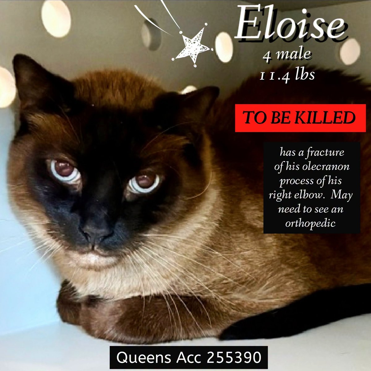 lordi1960's tweet photo. ♦♦TO BE KILLED - 12:00PM (EASTERN) SATURDAY 06/20/2026♦♦
♦♦SOS CODE RED♦♦

*** SEE MY VIDEO - SAVE MY LIFE! ***
https://t.co/Mr08XtafPk

QUEENS ACC ADOPTABLE

❤️ELOISE (MALE) 255390:
4YR | Neutered | Stray | 11.4 lbs

https://t.co/1T6oRrYDj1 https://t.co/lP5JZ7GMbW