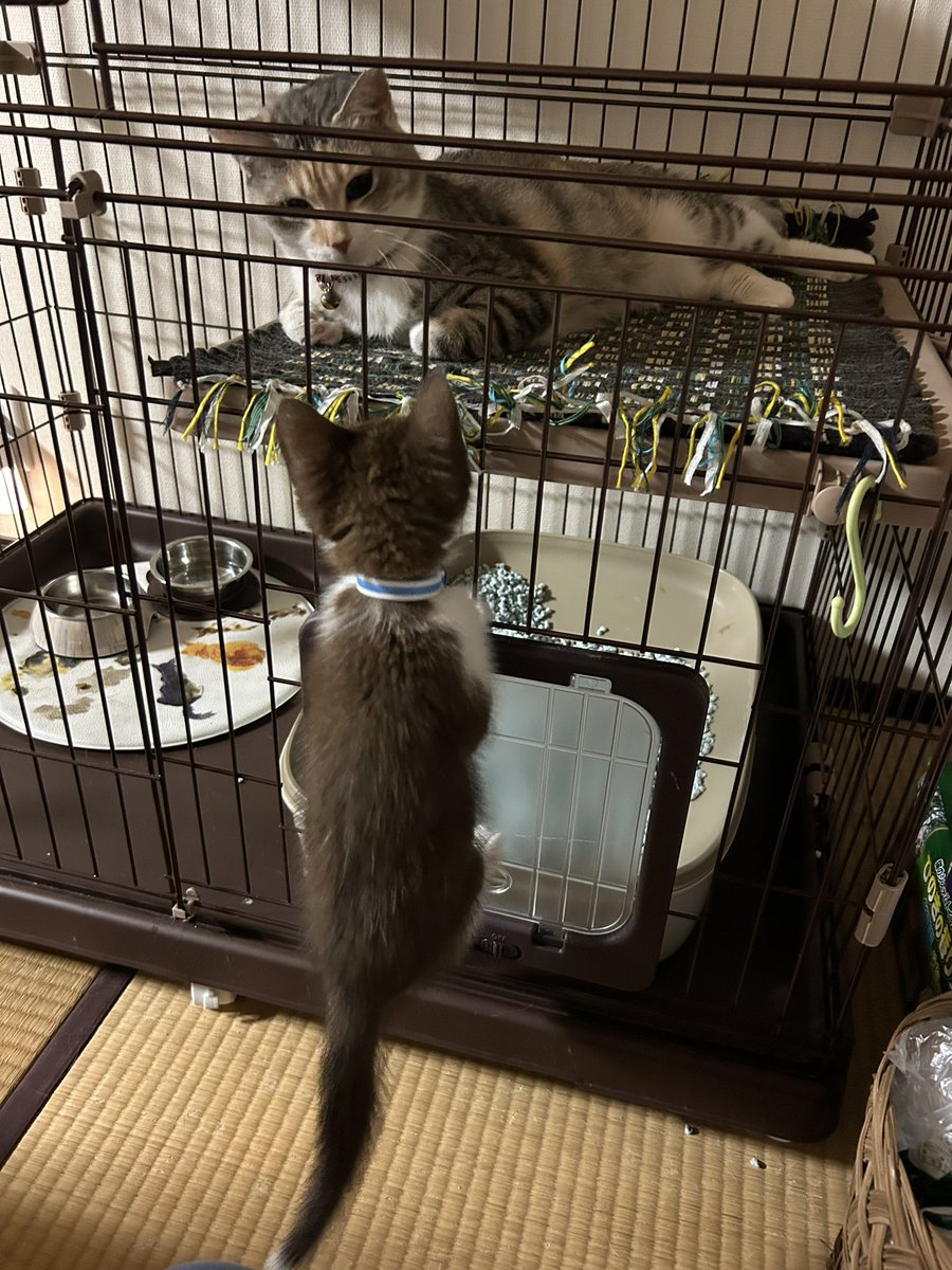LeSaphir19's tweet photo. ようやく対面しました
これはロミジュリごっこ https://t.co/bHl6pjivX3