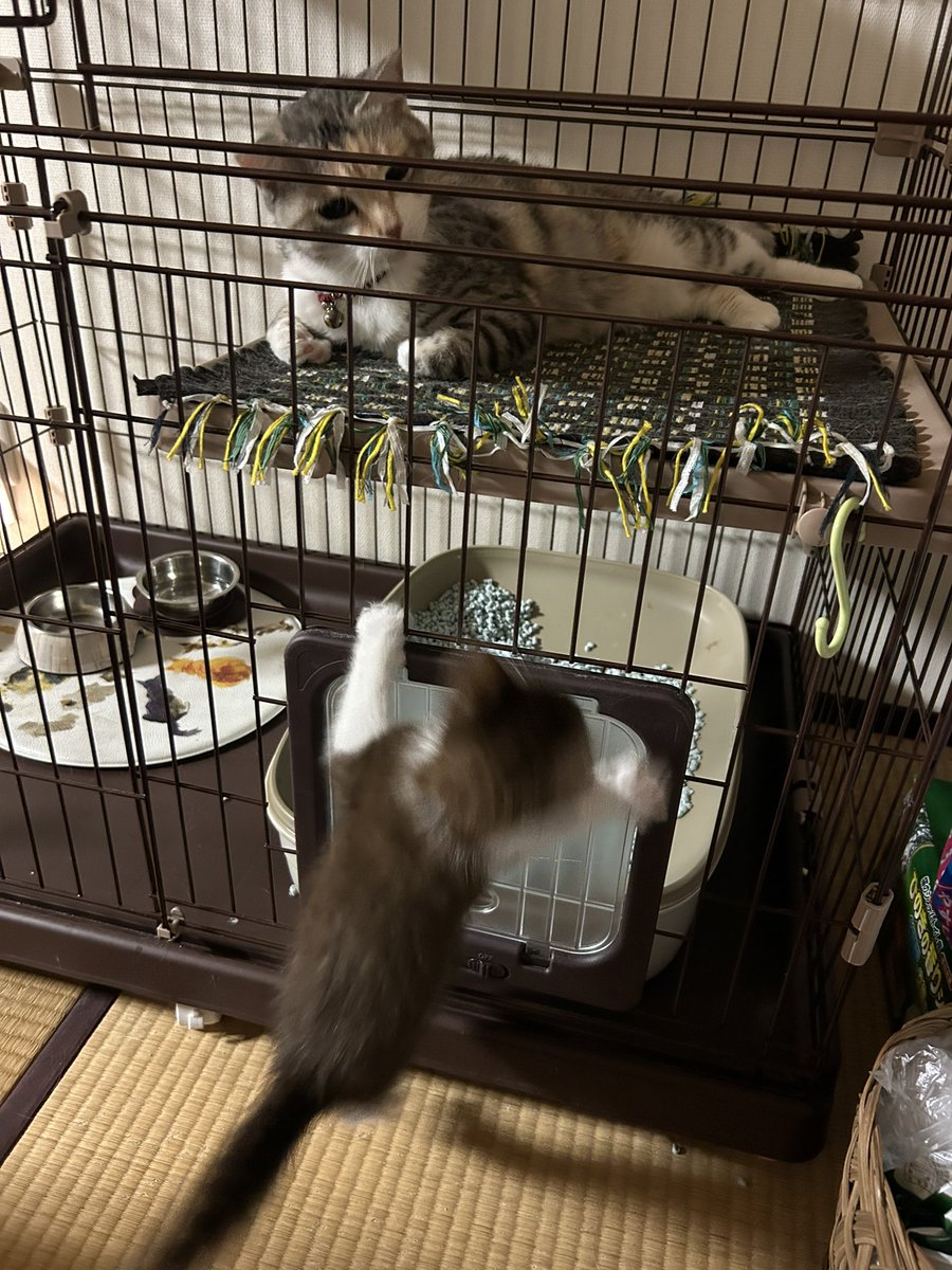 LeSaphir19's tweet photo. ようやく対面しました
これはロミジュリごっこ https://t.co/bHl6pjivX3