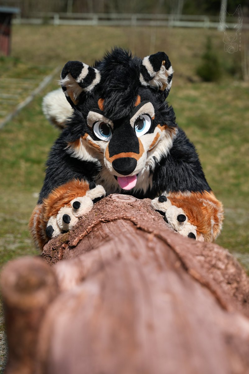 RayBleiz's tweet photo. Walk ?! =3

📷 @Pitou_Rikou 
🪡 @wolf_daz 

#fursuitfriday https://t.co/yqcAU4kdUs