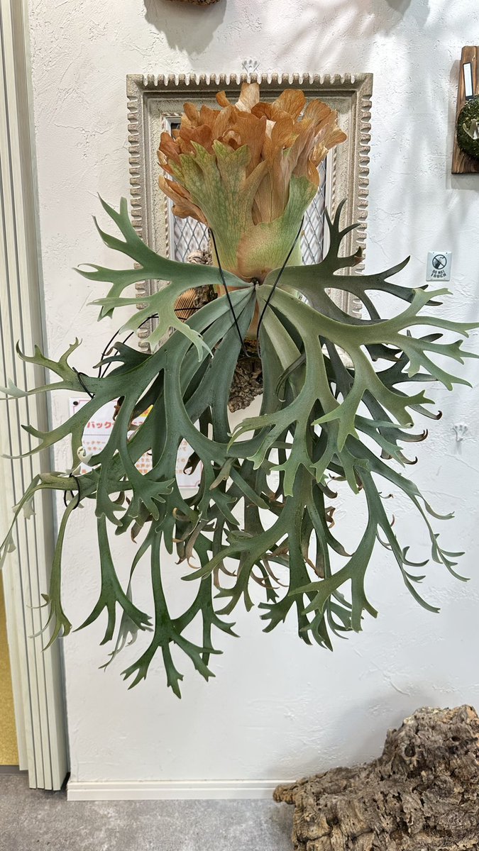 rosso_plants's tweet photo. Platycerium

P.willinckii Revuelto

ROSSOの御神木

#ROSSOPLANTS
#ビカクシダ
#ドワーフ
#コウモリラン
#ビカクシダ宮城
ビカクシダ
ビザールプランツ
観葉植物
インテリアグリーン
インテリアプランツ　
七ヶ浜 https://t.co/dmcyc9egeD