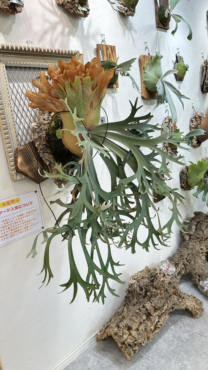 rosso_plants's tweet photo. Platycerium

P.willinckii Revuelto

ROSSOの御神木

#ROSSOPLANTS
#ビカクシダ
#ドワーフ
#コウモリラン
#ビカクシダ宮城
ビカクシダ
ビザールプランツ
観葉植物
インテリアグリーン
インテリアプランツ　
七ヶ浜 https://t.co/dmcyc9egeD