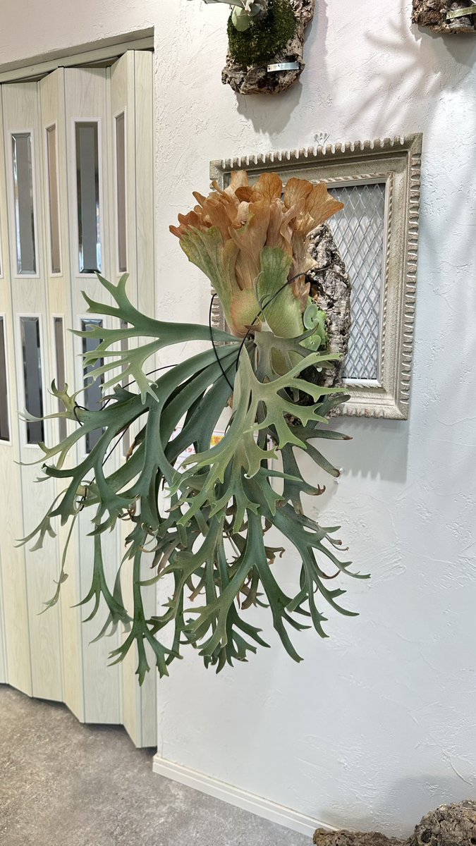 rosso_plants's tweet photo. Platycerium

P.willinckii Revuelto

ROSSOの御神木

#ROSSOPLANTS
#ビカクシダ
#ドワーフ
#コウモリラン
#ビカクシダ宮城
ビカクシダ
ビザールプランツ
観葉植物
インテリアグリーン
インテリアプランツ　
七ヶ浜 https://t.co/dmcyc9egeD