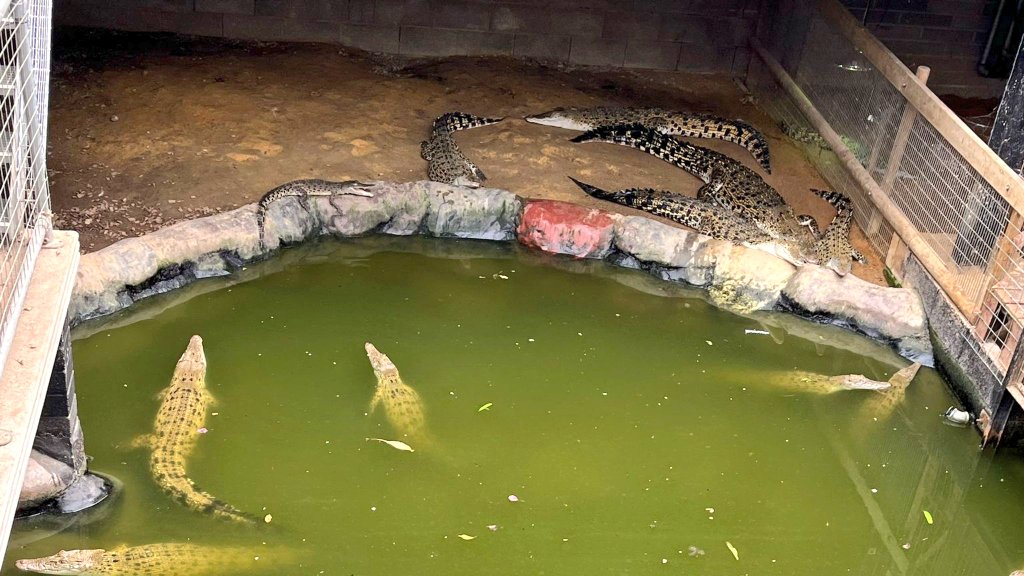 JosemaVallejo's tweet photo. Ha cogido a una criatura de 3 años y la ha arrojado al foso de los cocodrilos.

Está crítico y vivo de milagro, solo porque la propietaria del zoo se ha tirado al foso jugándose la vida para sacarlo.

No, el autor no era el padre. Y sí, el autor es lo que piensas.

¿Hasta cuándo? https://t.co/sqRcI9VcOg