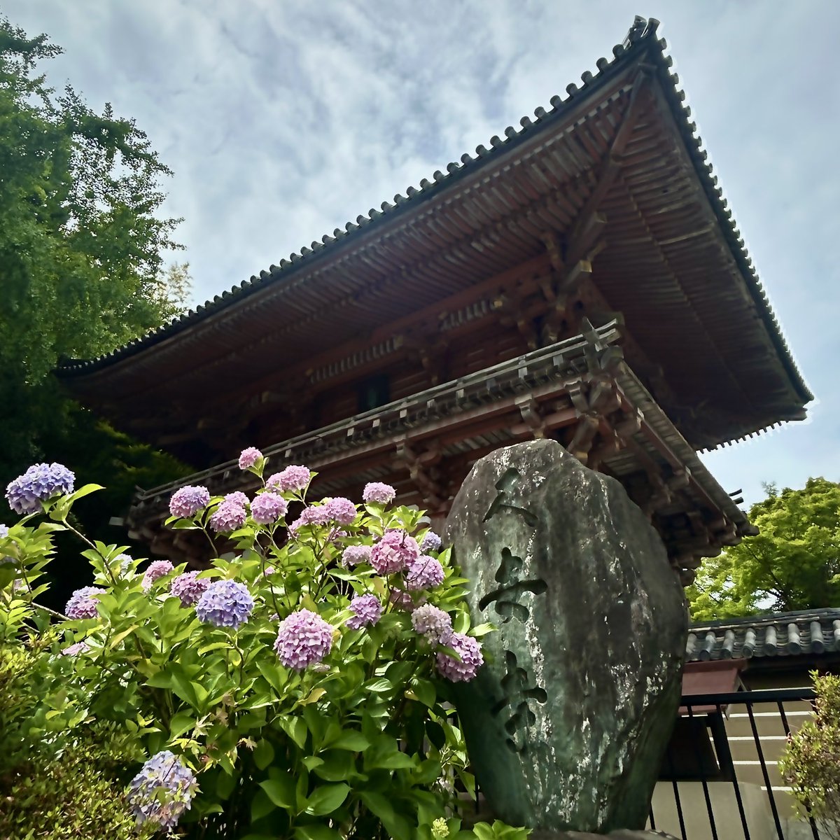 kyuanji's tweet photo. 【明日からあじさいうかべ】
久安寺です。

あじさい咲き具合はまだ8分咲き。
6月20日〜30日
終日あじさいうかべ
10時〜14時　文化財特別公開　阿弥陀堂

6月6日〜7月5日1ヶ月限定
久安寺「あじさい切り絵ご朱印」うす紫色　1000円

#久安寺
#池田市
#関西花の寺
#高野山真言宗
#あじさいうかべ https://t.co/tZtfPOYeiV