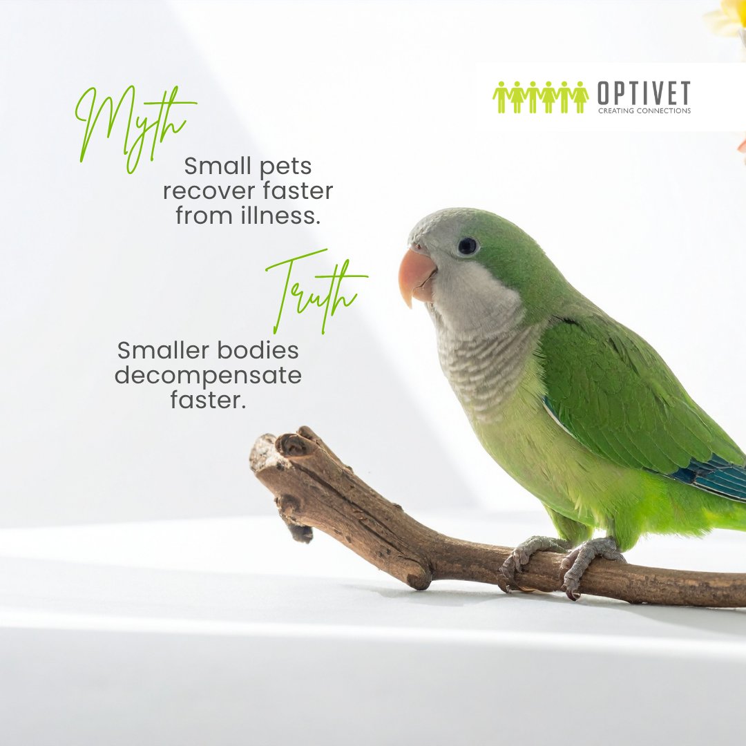 Optivet1's tweet photo. https://t.co/vdTI68uQD2 https://t.co/RcmZLMnrpE