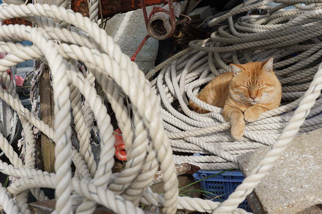 yasuyuki_saka's tweet photo. ねこ。 #猫 #ねこ #cat #猫写真 https://t.co/1YRJKyl6bI