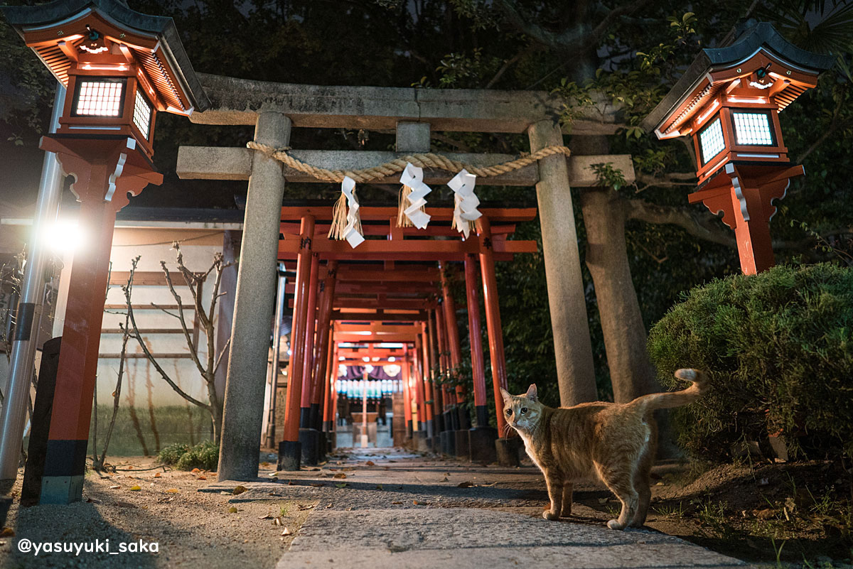 yasuyuki_saka's tweet photo. ねこ。 #猫 #ねこ #cat #猫写真 https://t.co/DhSGDSaIEf