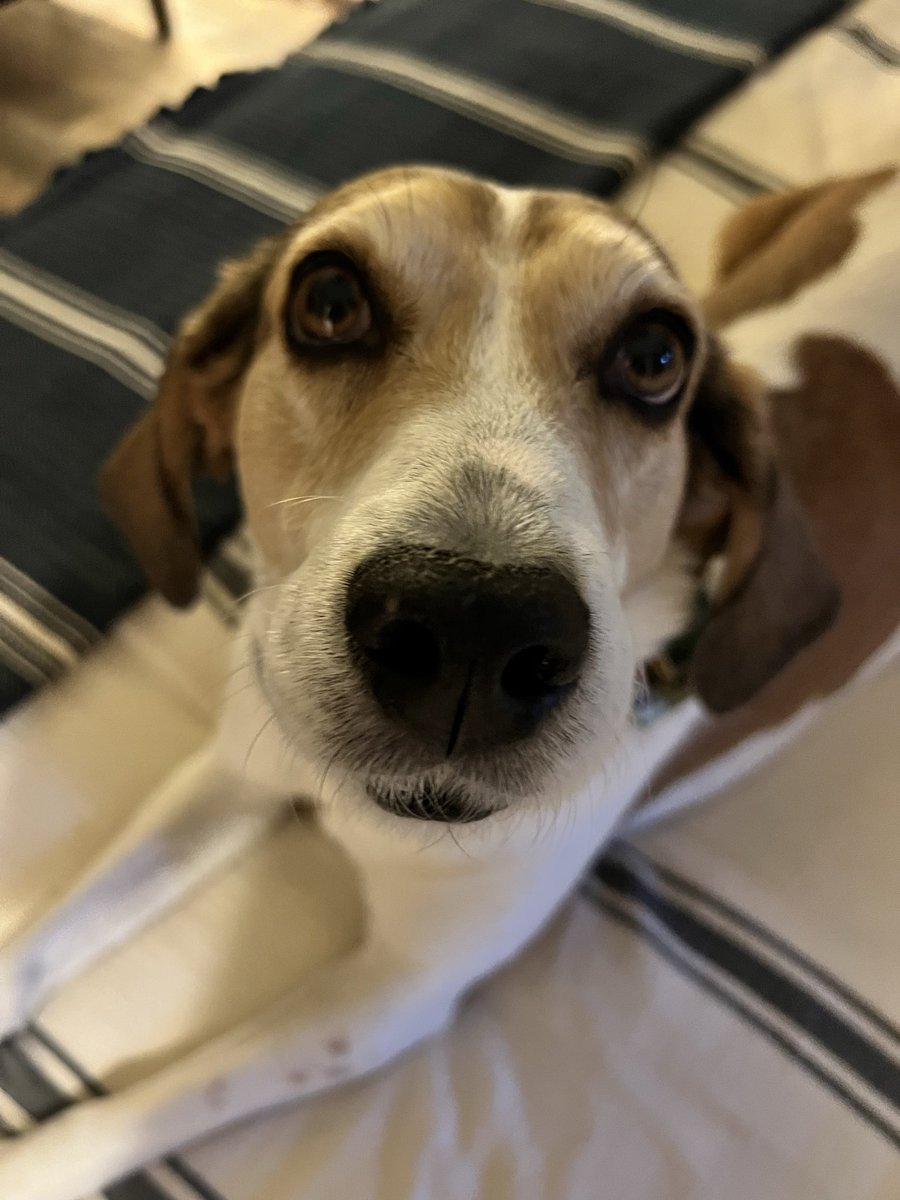 RobbyM1's tweet photo. @LolaPatolla The girls are doing their Friday donations for the whole new gang this morning!  Winnie also noticed that Kelso kind of looks like her! ❤️❤️❤️ https://t.co/C5TSK5CZaZ