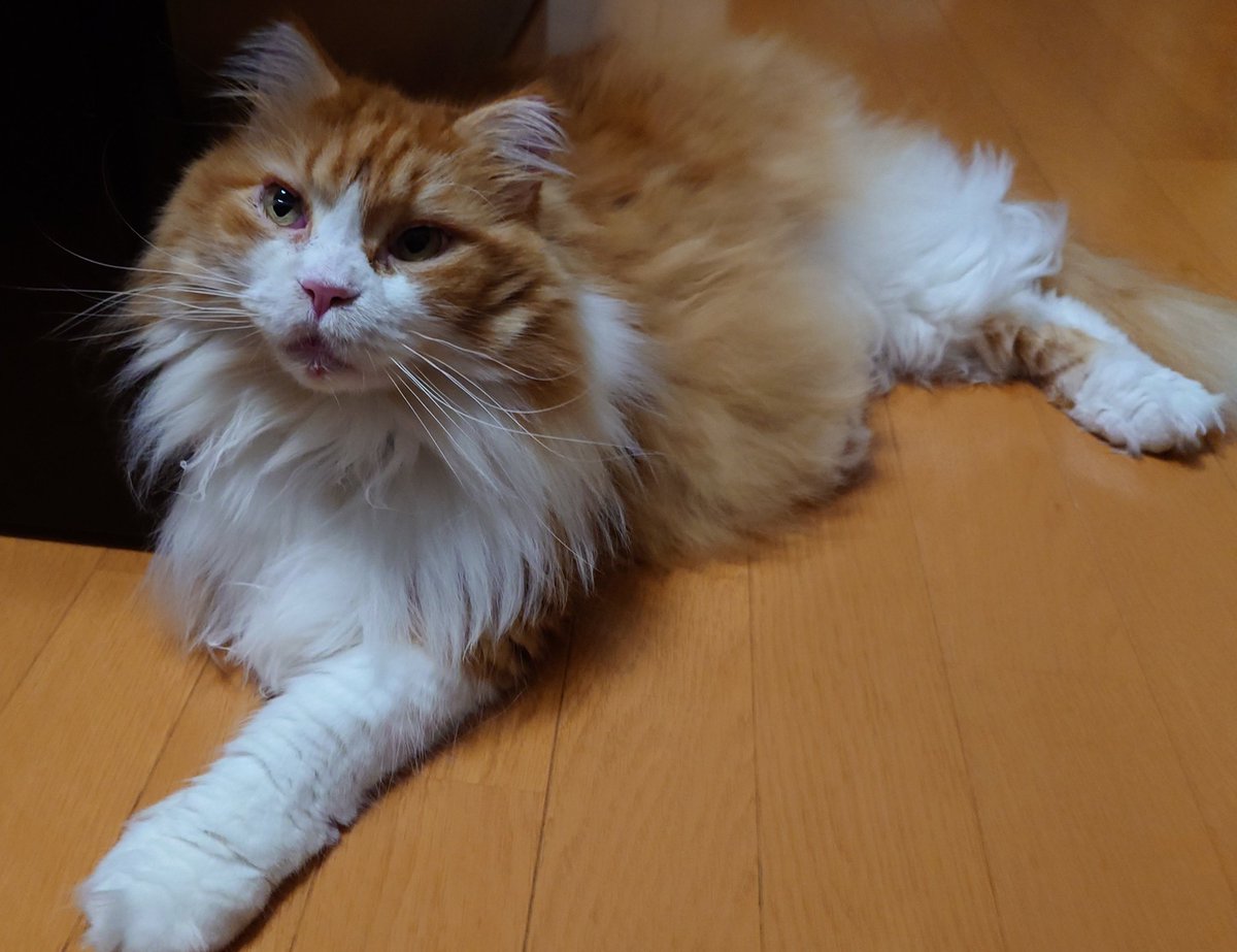 w_katze's tweet photo. 夜食🍚食って余裕の3人さん😺😸😺
#メインクーン 
#白キジMIX 
#猫のいる生活 
#猫好きさんと繋がりたい https://t.co/A1bMFUym1F