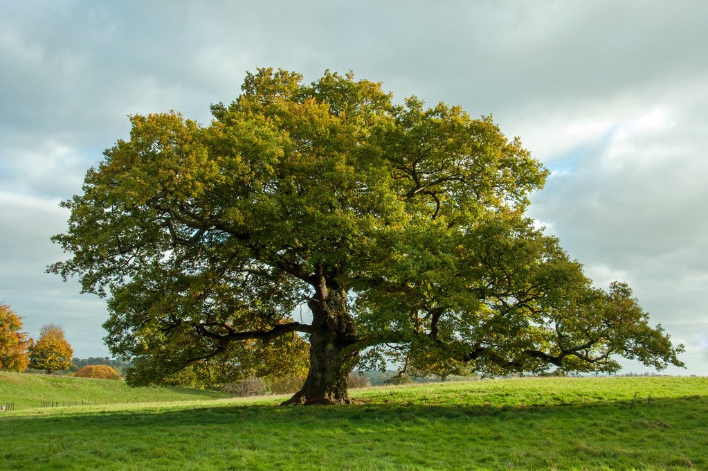 treemissions's tweet photo. Planting one tree = nature's middle finger to climate change. One mature tree sucks up ~48 lbs of CO₂ a year, drops city temps by 9°F, and still has time to shade your picnic. 

We lose millions daily. Who's ready to leaf the excuses behind? 🌳 #TreeVolution https://t.co/xjOj4gdnpi