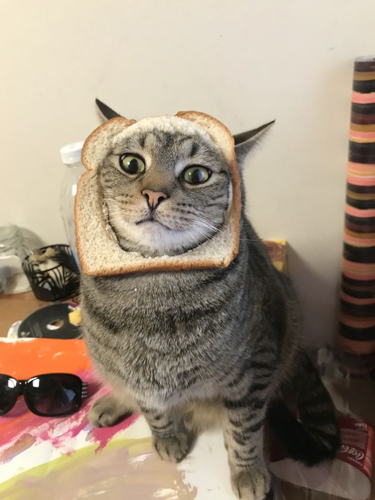 Jason_ert's tweet photo. @iamsamcrypto $inbred cat is equivalent to $WIF in cat meme coins

It is original and appeared much earlier than dogwifhat‘ https://t.co/BiS1wIjVQ0