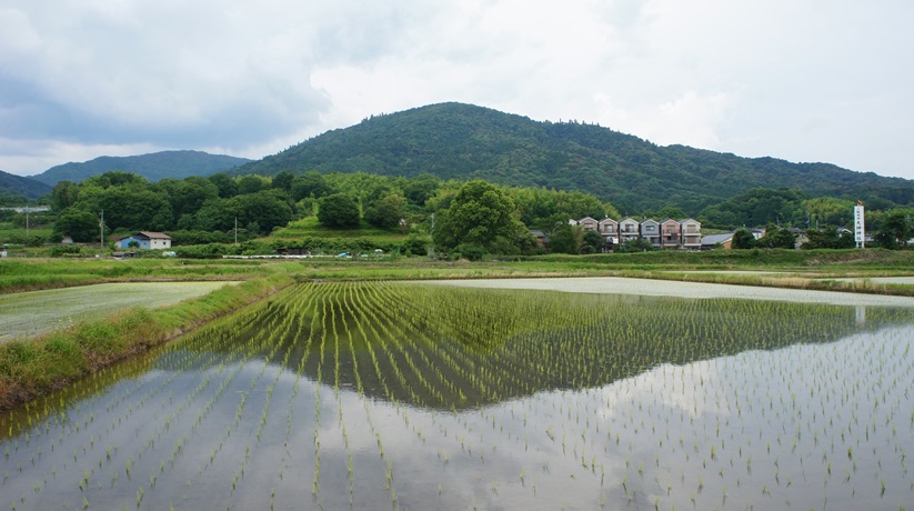 maruetsu55's tweet photo. 田植えの季節 (6/19) #三輪山 https://t.co/qP4Cs3egNy