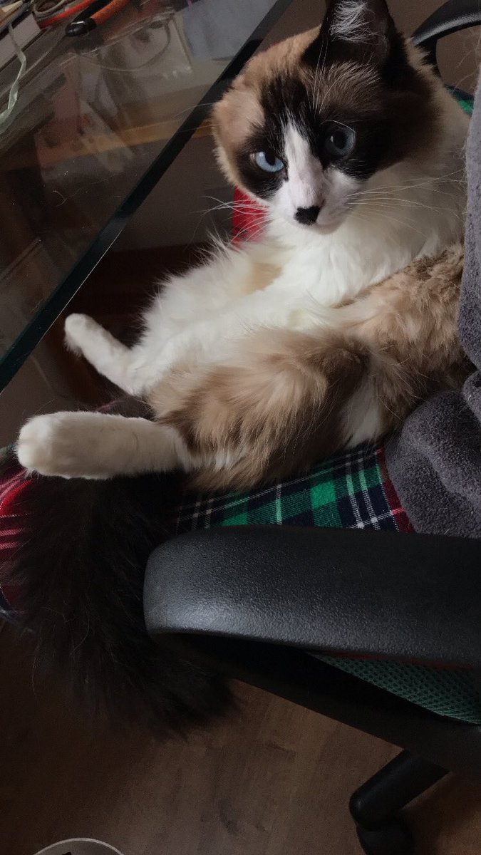 Lubney's tweet photo. @oreoeocat May I offer you my weird child in these trying times (hope you’re doing better!!) https://t.co/tfkNH9586G