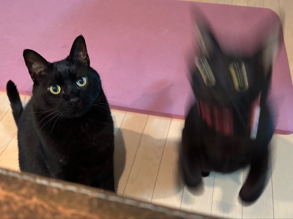 harurunabiyori's tweet photo. #猫　#黒猫
黒子。 https://t.co/tNh3g9brSx