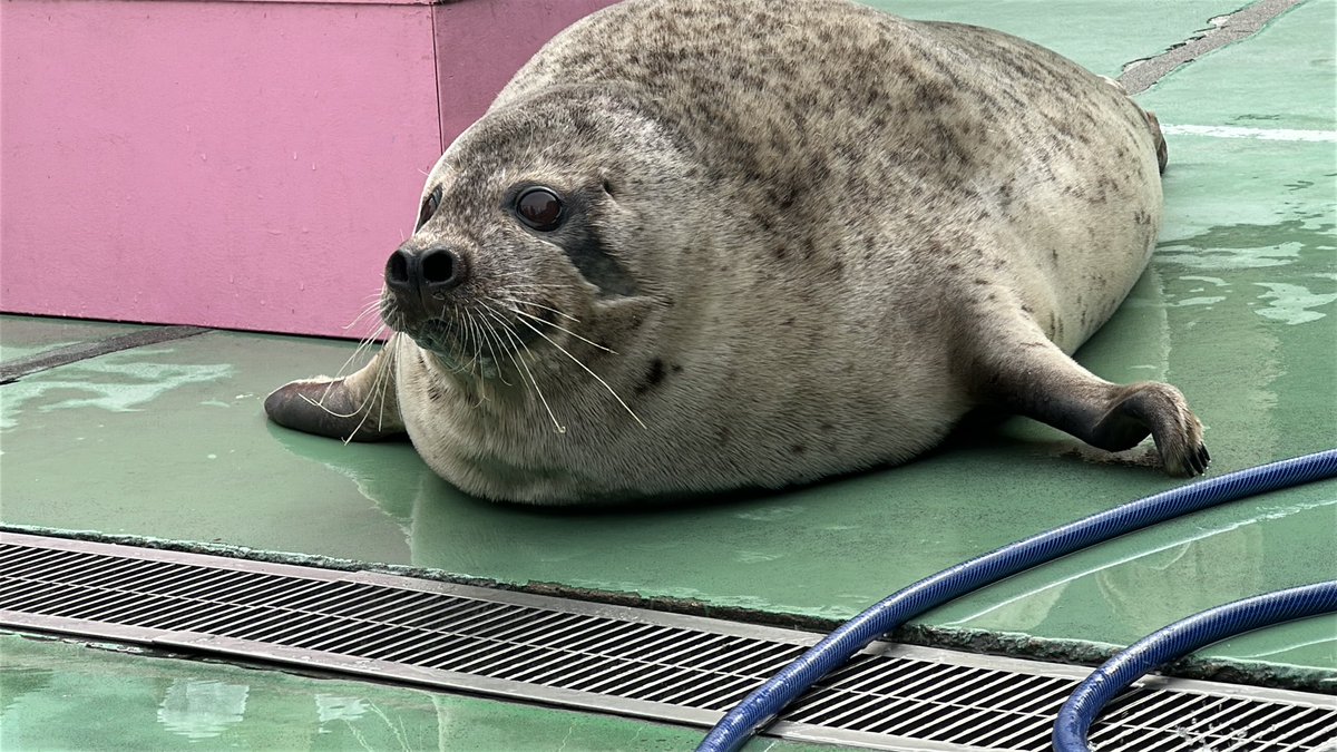 おきくらげ tweet media