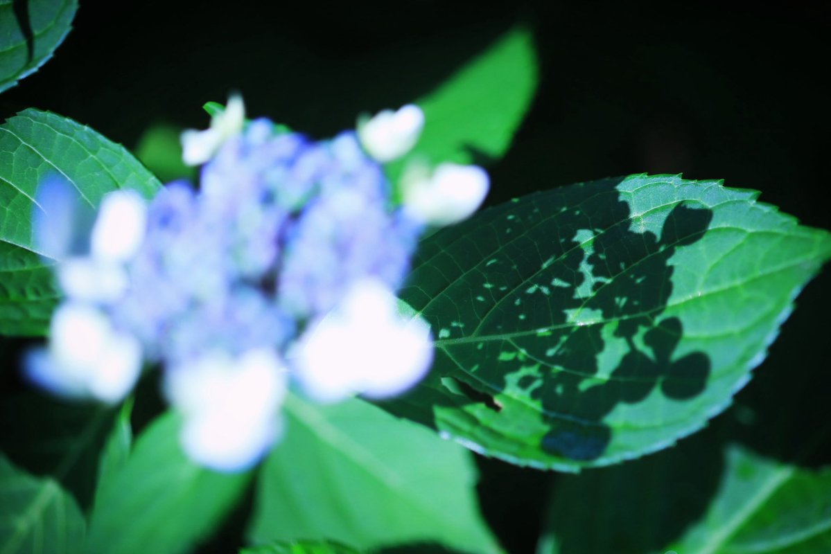 139actmn's tweet photo. #ファインダー越しの私の世界ᅠ 
#キリトリセカイ #photography
#紫陽花 #hydrangea https://t.co/cpYWbte0at