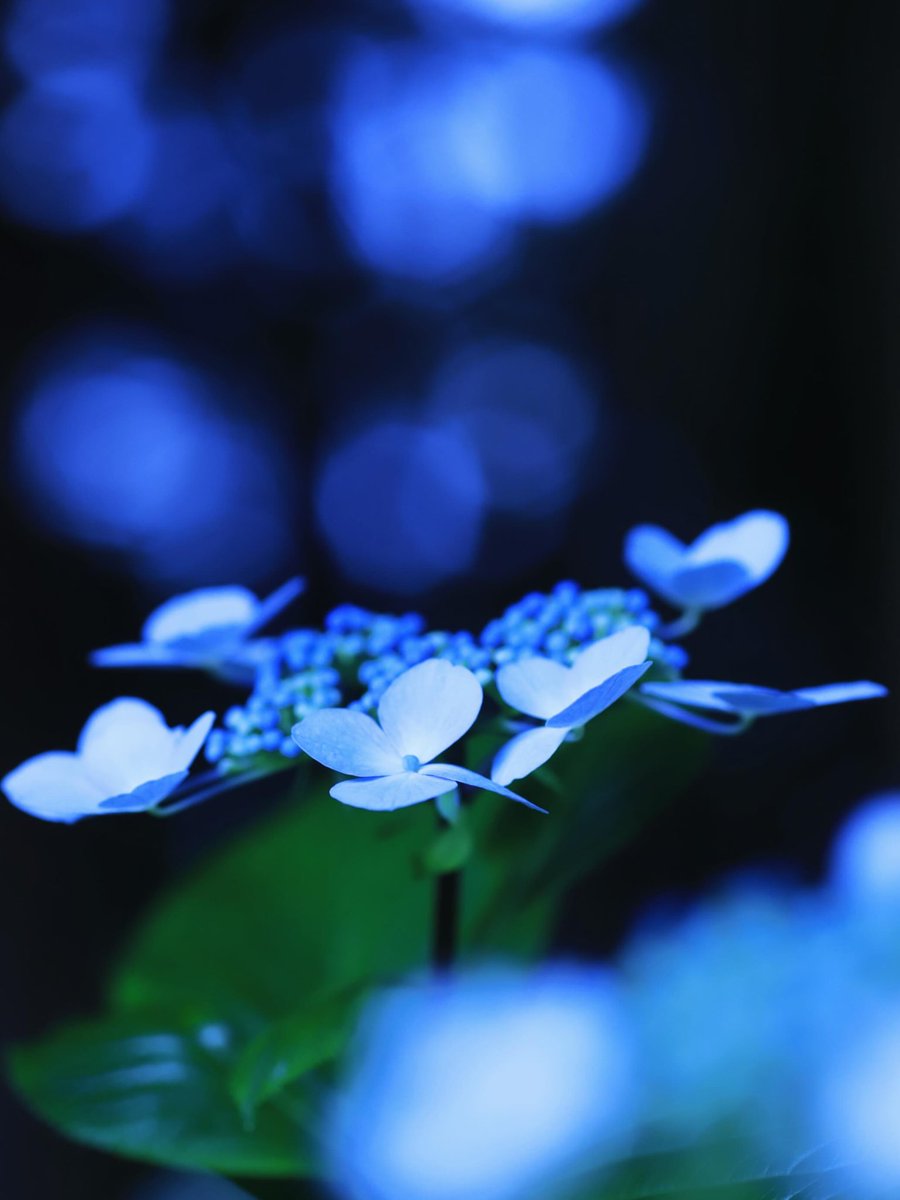 139actmn's tweet photo. #ファインダー越しの私の世界ᅠ 
#キリトリセカイ #photography
#紫陽花 #hydrangea https://t.co/cpYWbte0at