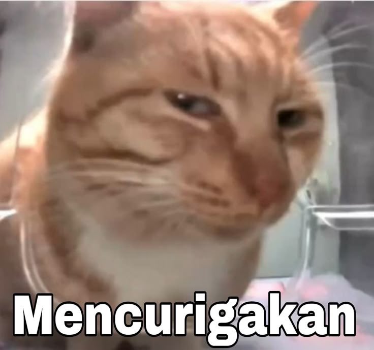 weebabebears's tweet photo. @Mamelmabyeon kamu ininya bjorn yang kedua nggak sih https://t.co/U41ITMqdHu