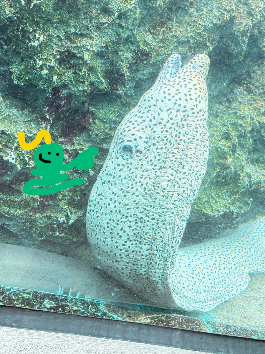 hinata7210's tweet photo. アジフライから始まる水族館、アツかった
これはお気にのつぶらな瞳のウツボと水分補給用水とｺﾂﾒｶﾜｳｿあくしゅ会 https://t.co/UORgPObAEg