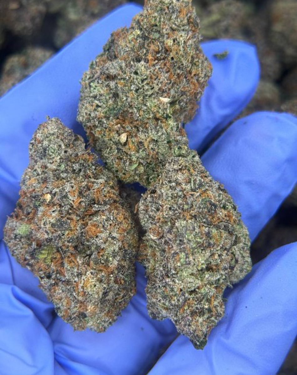 mj_plugg's tweet photo. Girls scout cookies

Good smoke ⛽💨

$900p

📦Order:[📲tele~ https://t.co/vKvjqCQJ76]

#Orlando #orlandoweed #Kissimmee #Miami #Davenport #Poinciana #Disney100 #florida #CannabisCommunity #tampa #stoners #plug #plugs #plugins #atl #atlplug #atlza #atlanta #decatur #zaza #redan https://t.co/Bj7m2baGq8