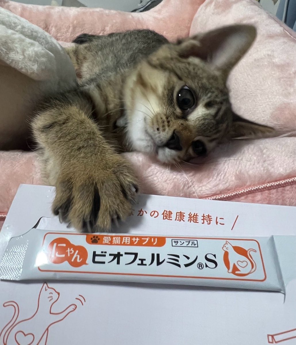 hotokeYK's tweet photo. にゃんビオフェルミンS https://t.co/vtcWqWhy8e