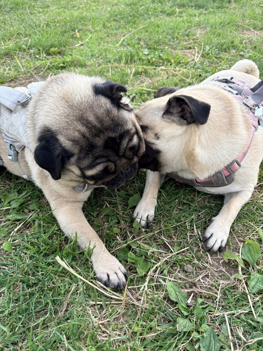 GatsIchimo2's tweet photo. 今日は彼女に会えて満足なイッヌ
#pug
#パグ https://t.co/3cUbBljMLB