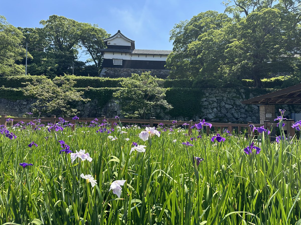 yokato_ch's tweet photo. 曇りもよかけど晴れの菖蒲もまたね

#今日の福岡 https://t.co/MP4WYjMpJa