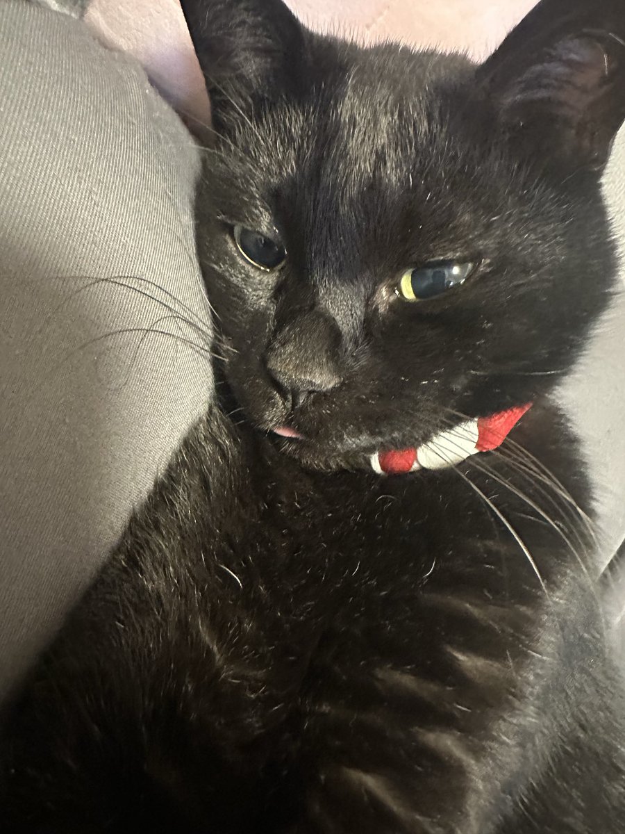 黒猫 (@kuroneko071975) / Posts / X
