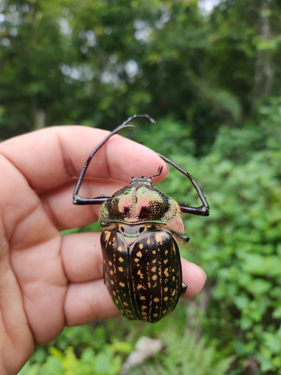 バターレルテナガコガネ♂ Cheirotonus battareli 生きている姿は色