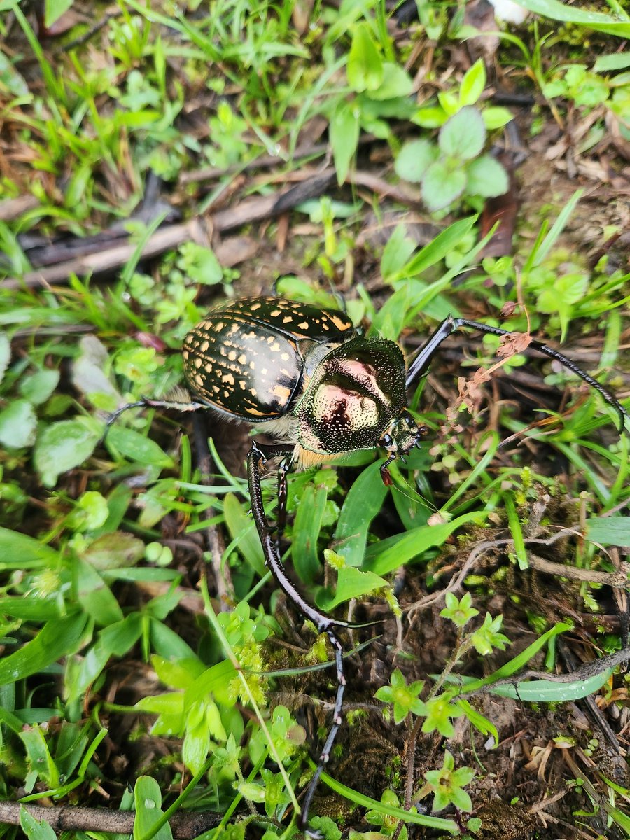 バターレルテナガコガネ♂ Cheirotonus battareli 生きている姿は色