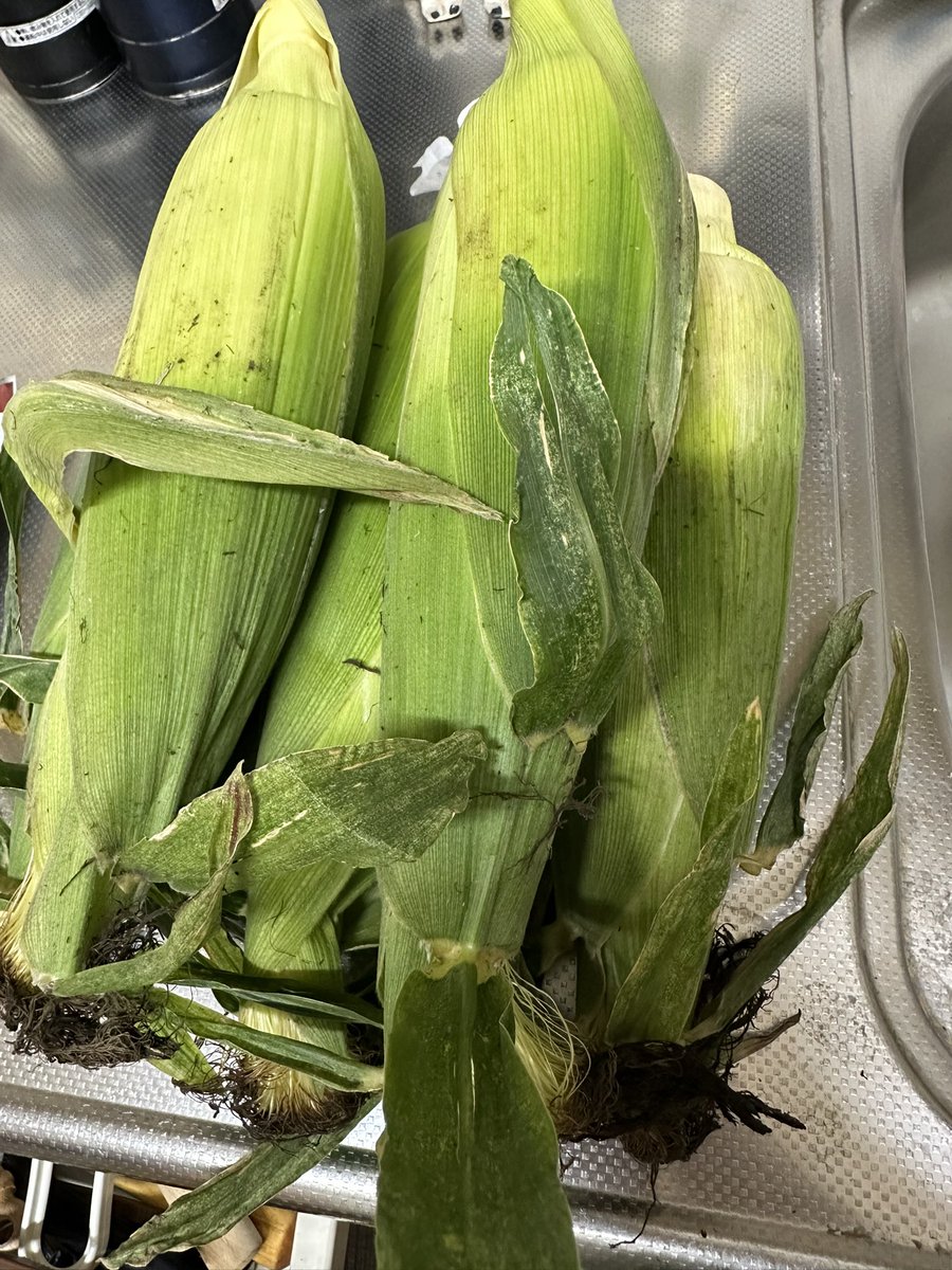 oga163's tweet photo. 今年も浮島産のトウモロコシ🌽を入手しました😋 https://t.co/TpSjs78sJj