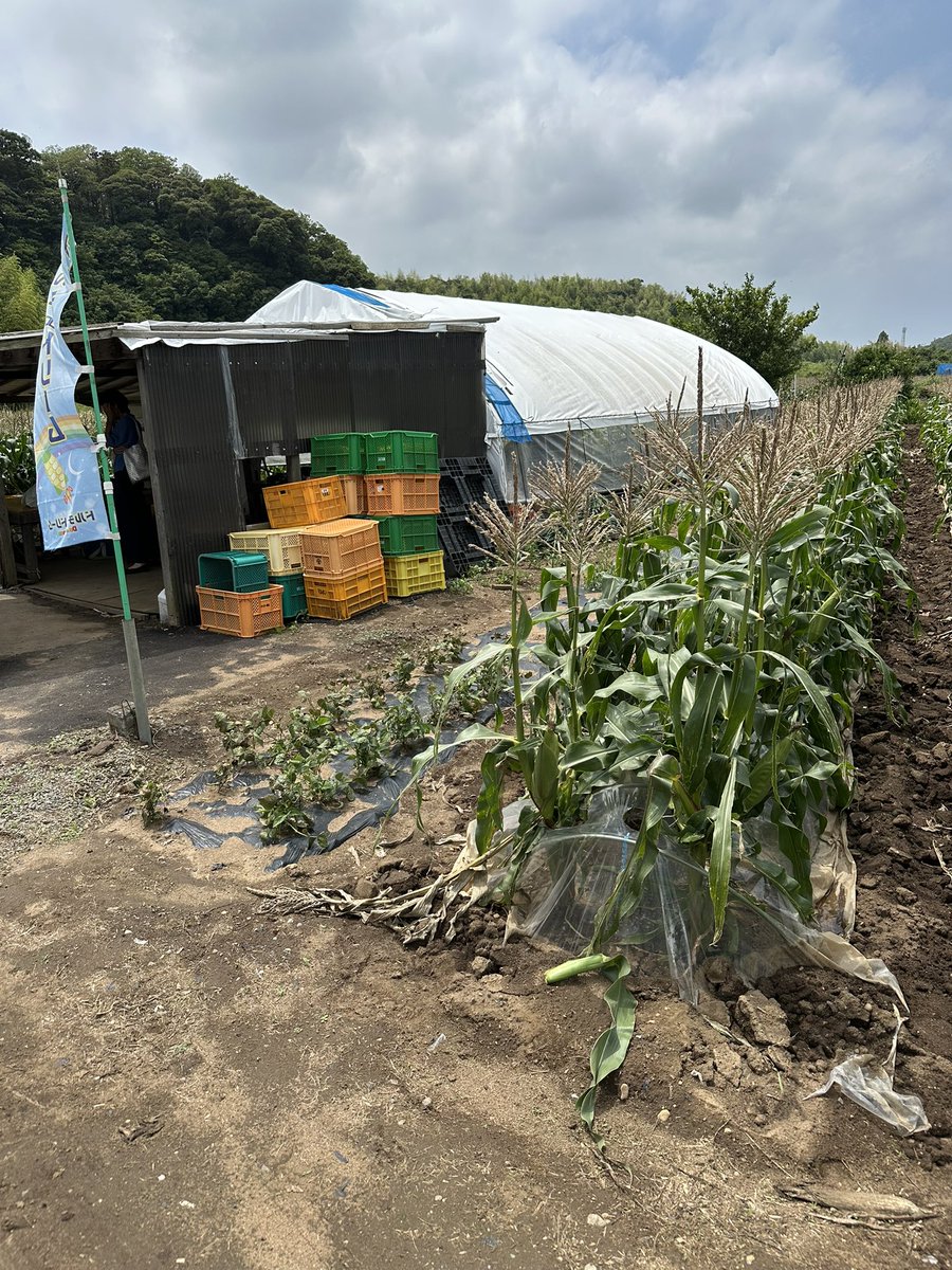 oga163's tweet photo. 今年も浮島産のトウモロコシ🌽を入手しました😋 https://t.co/TpSjs78sJj