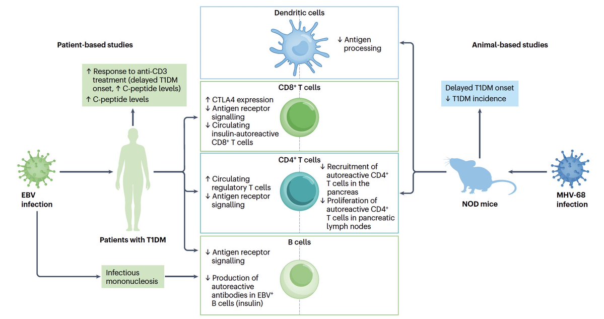 EricTopol's tweet photo. Epstein -Barr Virus has an established role in the risk of multiple sclerosis. But the opposite—protection—appears to be true for this virus and Type 1 autoimmune diabetes.
https://t.co/8hAof8fmEl https://t.co/ZvazC1Qxlp