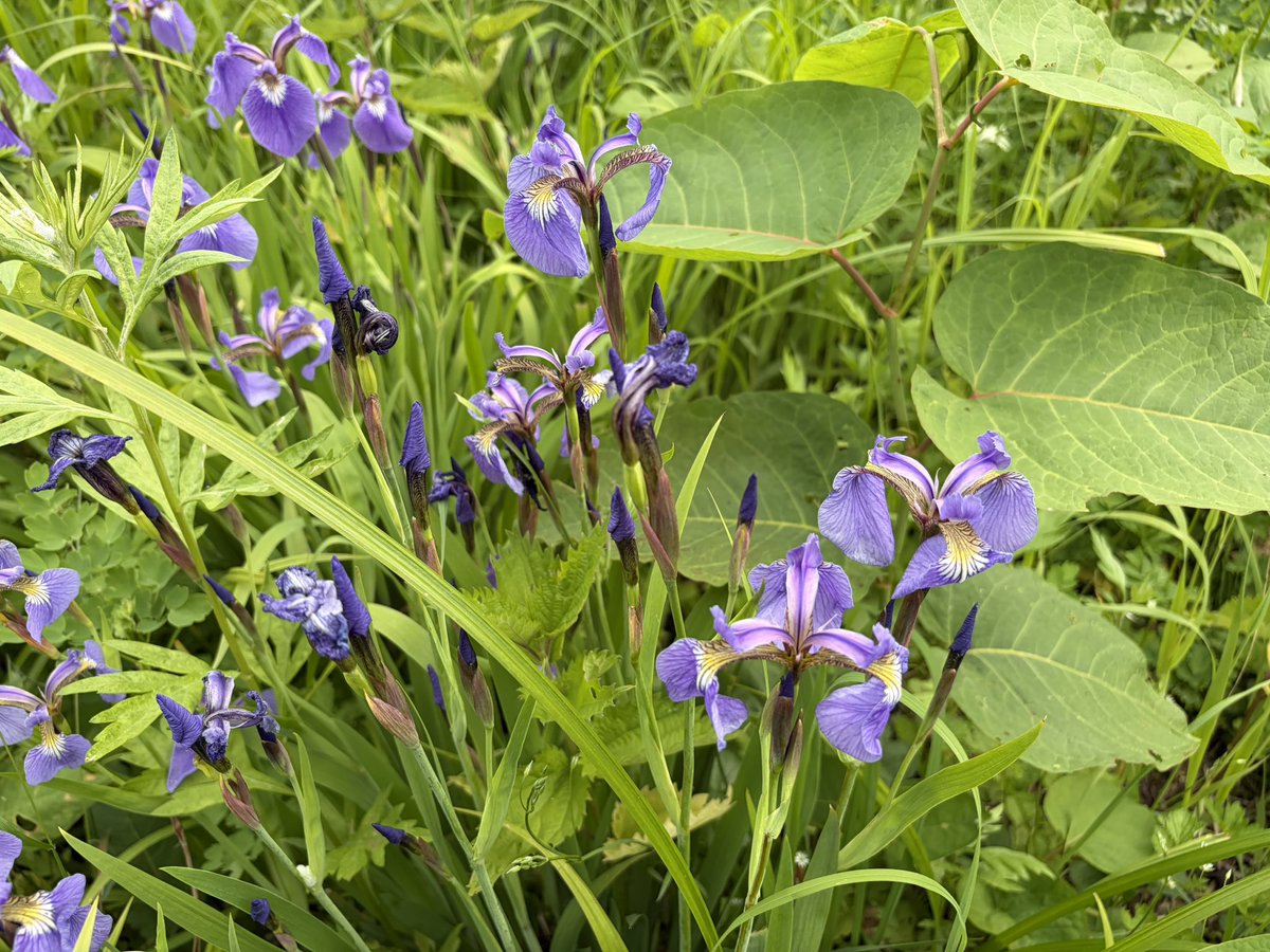 Mayflower1018's tweet photo. アヤメです。
野生に群生しているものです。

「いずれアヤメかカキツバタ」と言う言葉があるくらいに美しいお花です。

#アヤメ
#菖蒲
#花 https://t.co/xuJS59ze1p